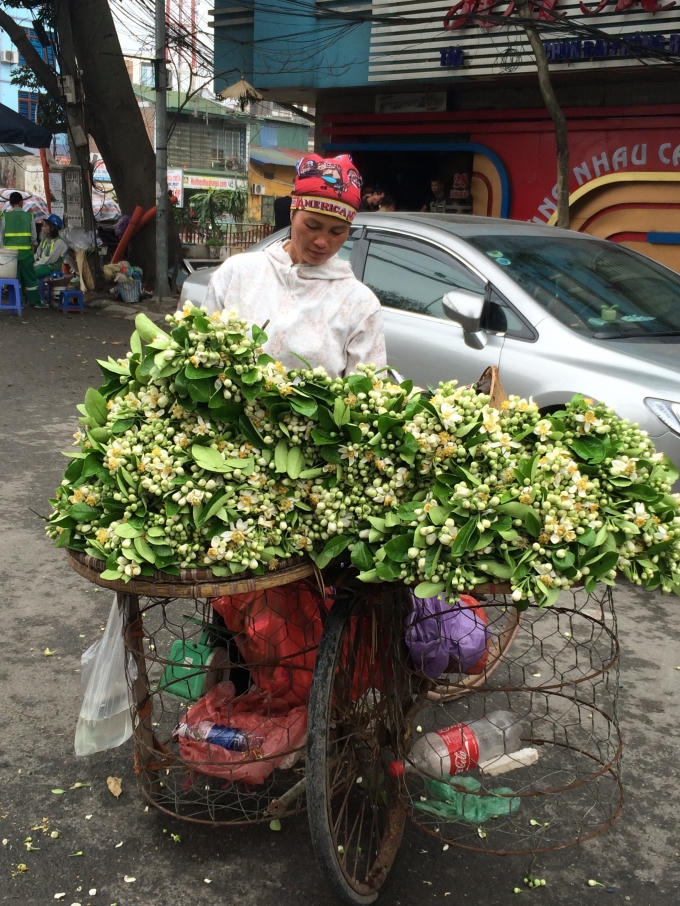 Hoa bưởi cuốn hút người khác không chỉ ở hương thơm mà còn ở những công dụng của nó, với người Hà Nội hoa bưởi là một thứ gì đó quen thuộc để họ nhớ về thời xưa cũ.