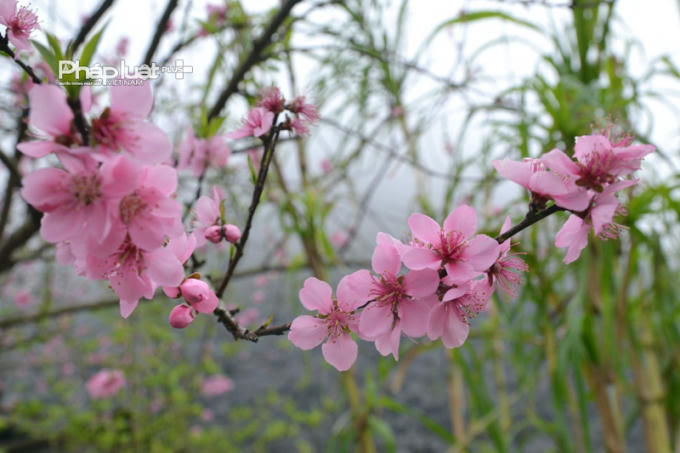 Photo: Hoa Đào, hoa Lê
