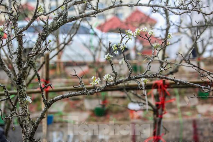 Loài hoa này ngoài vẻ đẹp và độ bền còn biểu tượng cho sự hiếu thảo của con cháu đối với ông bà, tổ tiên, nên nhiều người dùng những cành nhỏ cắm một bình đặt lên bàn thờ.