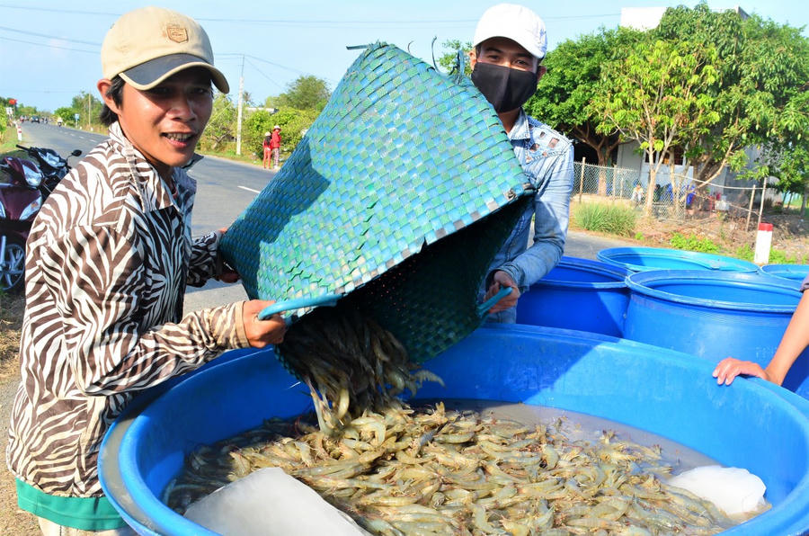 Tại vùng nuôi tôm tập trung, giám sát môi trường và phòng, chống dịch bệnh, qua đó tôm đạt năng suất cao.