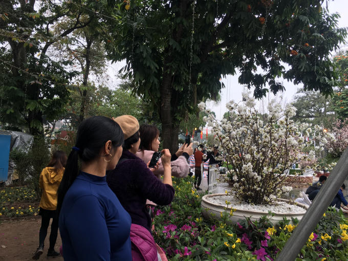 Du khách chỉ được đứng ngoài chiêm ngưỡng hoa anh đào.