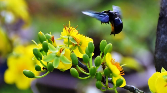 Tưng bừng hội chợ hoa Tết Đ&agrave; Nẵng