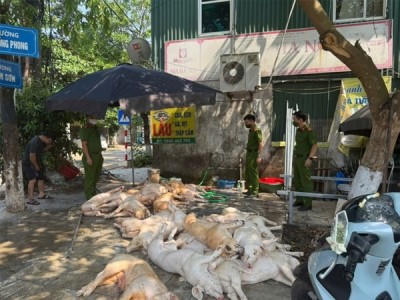 Số lợn bẩn không rõ nguồn gốc chờ quay nướng 