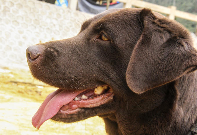 Mỗi chú chó sẽ có những tính cách khác nhau do ảnh hưởng từ cách chăm sóc của HLV. (Ảnh: Hải Long)