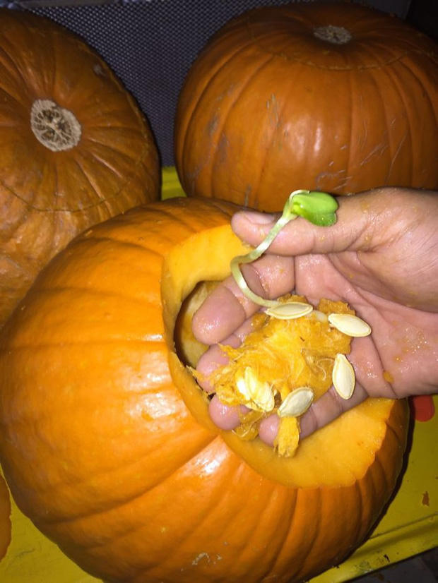 Thiếu chút nữa thôi là một cây bí ngô nhỏ sẽ sinh sôi nảy nở trong ruột quả bí.