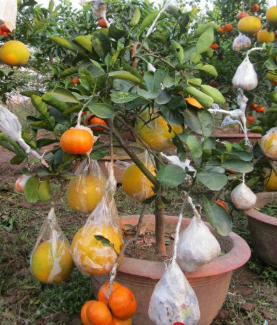Những loại quả có múi như cam, quýt, chanh, bưởi ghép chung sẽ cho tỷ lệ "sống" tốt hơn