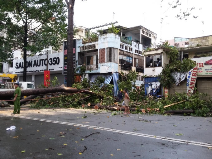 Chỉ trong ít ngày đã có 2 người chết vì bị cây ngã đè trúng.
