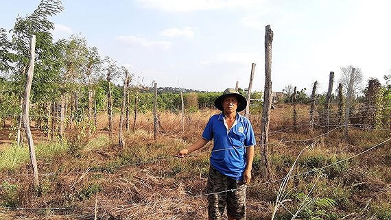 Người dân xã Ia Blứ trồng chanh dây do Công ty Tuấn Đại An cung cấp giống nhưng không có quả, buộc dân phải chặt bỏ.