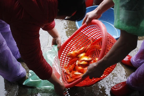 Ảnh: Như Trường.