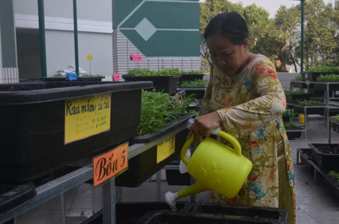 Các cô giáo rất hào hức khi vườn rau lớn nhanh mơn mởn, chờ ngày thu hoạch.