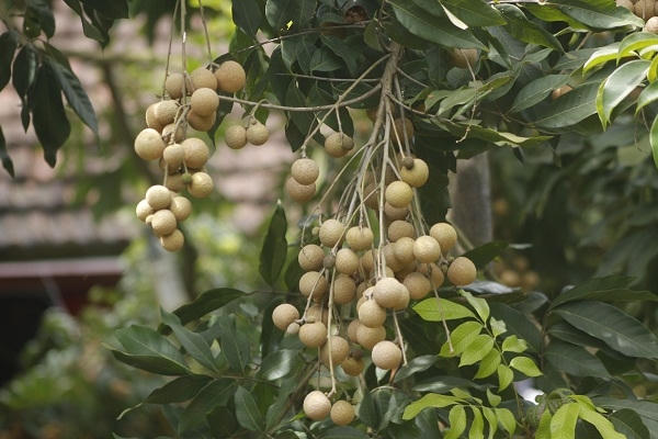 Chứ không phải phun thuốc hoặc dùng chất kích thích gì như thông tin đồn đại sại sự thật trước đó.