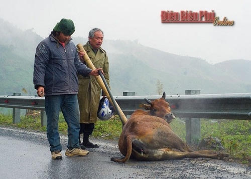 Nhiều con trâu bò không chịu được rét đã chết trong nỗi đau của người chăn nuôi. (Ảnh: Báo Điện Biên Phủ)