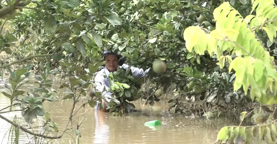 Lũ ngập tại vườn bưởi ở xã Nam Cát Tiên( H.Tân Phú)