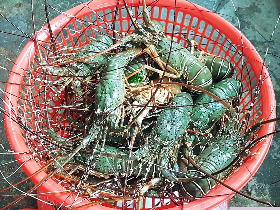 “giai cuu tom hum phu yen” gia 200.000 dong/ky, day la su that hinh anh 5