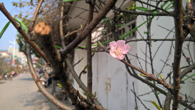 Một bông hoa đào rừng vừa chớm nở. Đào rừng có nét đẹp khá đặc biệt, sắc phai, mỏng, nhẹ khắc hẳn với sắc đỏ thắm của Bích đào.
