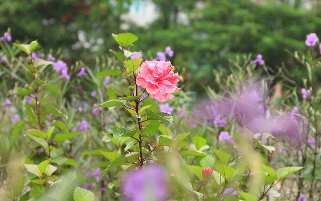 Không chỉ có hoa chiều tím, người dân nơi đây còn trồng xen kẽ thêm nhiều loại hoa khác.