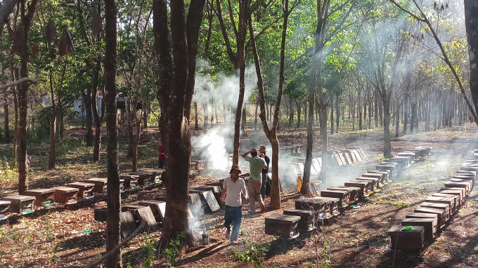 Hiện đã có nhiều nông hộ, doanh nghiệp đầu tư phát triển đưa nghề nuôi ong trở thành ngành nuôi ong mật hàng hóa góp, phần tăng thu nhập nâng cao đời sống cho đồng bào các dân tộc trên địa bàn.