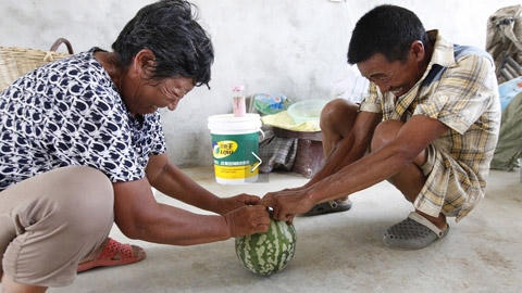 Ông Cung và bà Vương đều đã trên 60 tuổi và có hơn 30 năm kinh nghiệm trồng dưa hấu. Tuy nhiên đây là lần đầu tiên ông bà gặp giống dưa lạ này. (Ảnh: Chinanews).