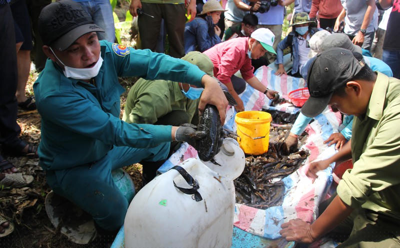 Phân loại, kích cở cá. 