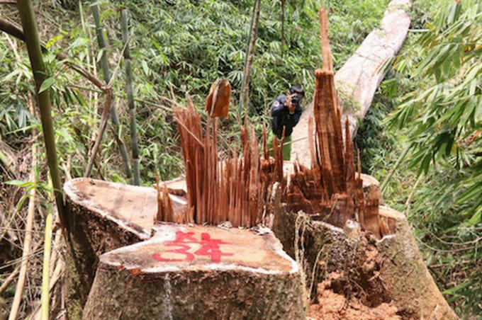 Hàng chục cây lim cổ thụ bị chặt phá như chốn không người Ảnh: Tr.Thường