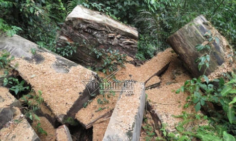 Những thân gỗ pơ mu bị đốn hạ chưa lâu vừa được cưa xẻ vận chuyển ra ngoài