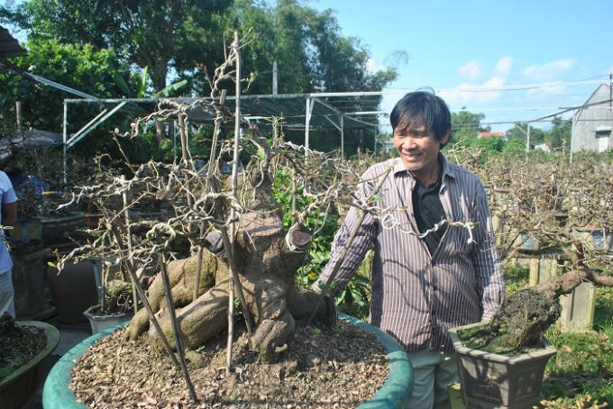 Và đây, gốc mai thuộc diện “khủng” nhất làng, nó đã 60 năm tuổi, trải qua 3 đời chủ. Gốc mai cổ thụ này được ông Nguyễn Trí Tuấn, người được xem là “phù thuỷ bonsai”, biến hoá thành tác phẩm bonsai mà giá trị bây giờ đã lên tới 170 triệu đồng.