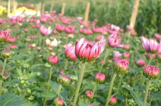 Những nụ hoa đang bắt đầu hé nở, chào đón xuân sang.