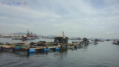Trong số 66 hộ nuôi cá lồng có ảnh hưởng, thì 21 hộ dân bị thiệt hại cực kỳ nặng nề. (Ảnh: A.Thắng)