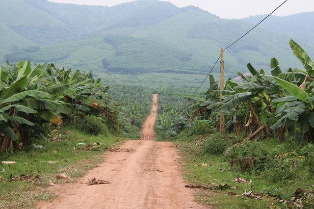 Nếu không lọt vào được bên trong khuôn viên,  ít ai biết  hiện công trường "đại dự án" chăn nuôi bò này chỉ  tồn tại khoảng 200ha chuối thương phẩm. Toàn bộ diện tích này được trồng trên đất được quy hoạch trồng cỏ chăn nuôi.