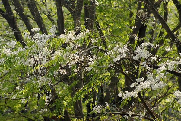 Tháng 3, Hà Nội như khoác lên mình một tấm áo mới, vừa bình dị, thân quen, vừa thanh cao lại vừa mang một sắc màu rêu phong, cũ kỹ, nhưng cũng mới lạ lẫm đến bất ngờ.