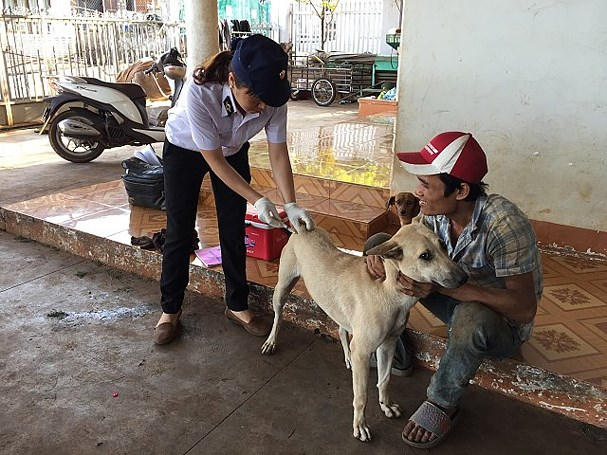 Tiêm phòng cho chó, mèo là cách thức hiệu quả nhất để phòng chống bệnh dại. Ảnh tư liệu.