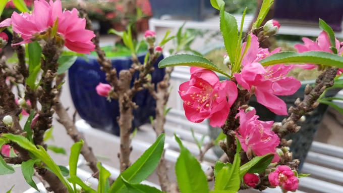 Những bông đào Thất Thốn tưng bừng nở, rực rỡ hơn so với đào phai, đào bích của miền Bắc.