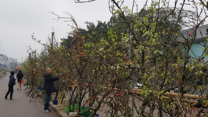 Nhều khách có thú vụ chơi hoa sau tết tìm mua loại hoa này.