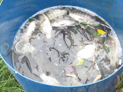 Sau vài lần kéo lưới, người dân bắt được hàng chục kg cá rô phi loại lớn. Ảnh: Thanh Trần.
