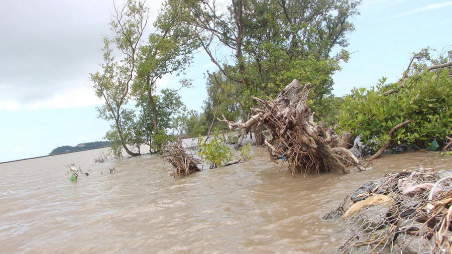 Dọc tuyến đê biển Tây, nhiều đoạn đã không còn rừng phòng hộ bảo vệ phía ngoài.