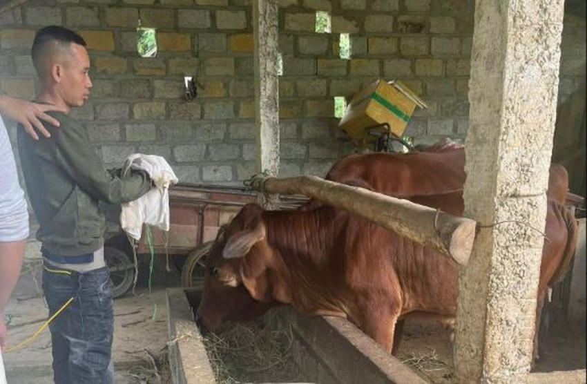 Đối tượng Nguyễn Văn Hiền bị bắt sau 2 giờ trộm bò. (Ảnh: Công an Tuyên Quang).