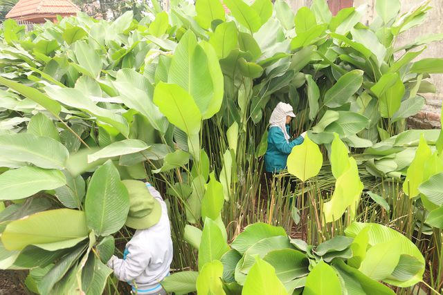 Thôn Tràng Cát (xã Thanh An huyện Thanh Oai Hà Nội) tính đến thời điểm hiện tại vẫn có khoảng hơn 300 hộ trong thôn duy trì công việc trồng lá dong gói bánh chưng bán cho thương lái vào những dịp Tết Nguyên đán.