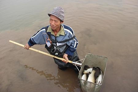 Nông dân ven biển Thái Bình vớt cá vược bị chết do giá rét. Ảnh: CTV.