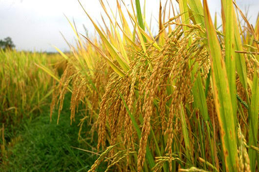 Hạt gạo không chỉ là thực phẩm nhu yếu mang đến no ấm cho các gia đình đang gặp khó trong mùa dịch, mà ruộng lúa còn tạo nên những khung cảnh hữu tình, thơ mộng và trở thành biểu tượng của một đất nước nông nghiệp lúa nước có cả nghìn năm lịch sử.