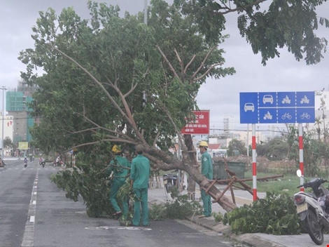 Công nhân cây xanh khắc phục sự cố cây gãy đổ sau bão. Ảnh: C.Th