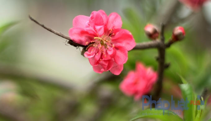 Hà Nội: Rực rỡ sắc đào nở muộn