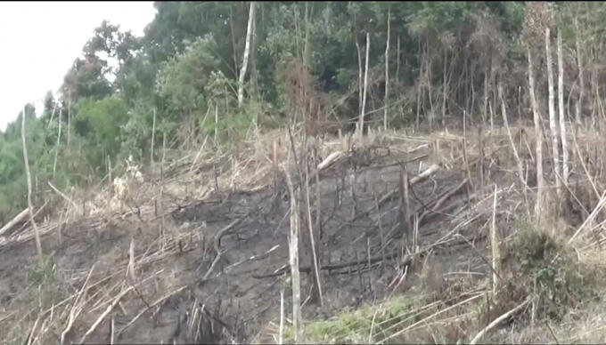 Vị trí rừng bị phá do BQL rùng phòng hộ Qùy Châu quản lý.