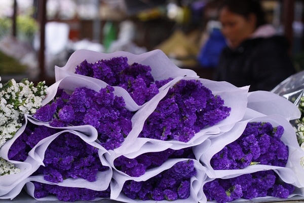 Hoa Salem mang biểu tượng cho sự trường tồn, tính vững bền hay một điều gì đó mãi mãi.