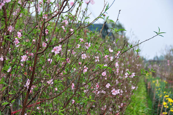 Đào nở sớm, người trồng đào Nhật Tân thấp thỏm lo...