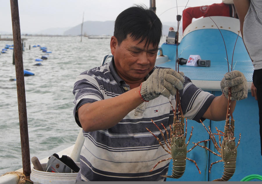 “giai cuu tom hum phu yen” gia 200.000 dong/ky, day la su that hinh anh 2