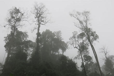 Rừng bảo tồn là con ngỗng béo!