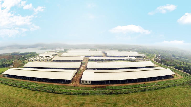 Trang trại bò sữa TH vừa xác lập kỷ lục thế giới