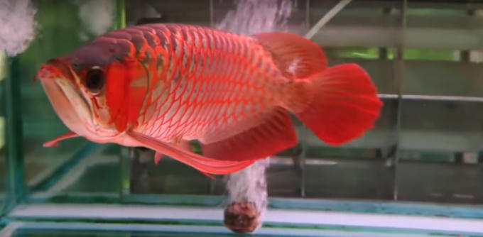 Ảnh: Cắt từ clip.