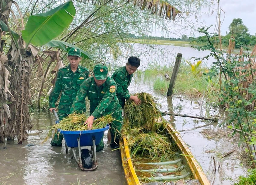 Cán bộ, chiến sĩ đơn vị vận chuyển lúa vừa gặt xong lên xuồng và đưa vào bờ. Ảnh: Nguyễn Thế