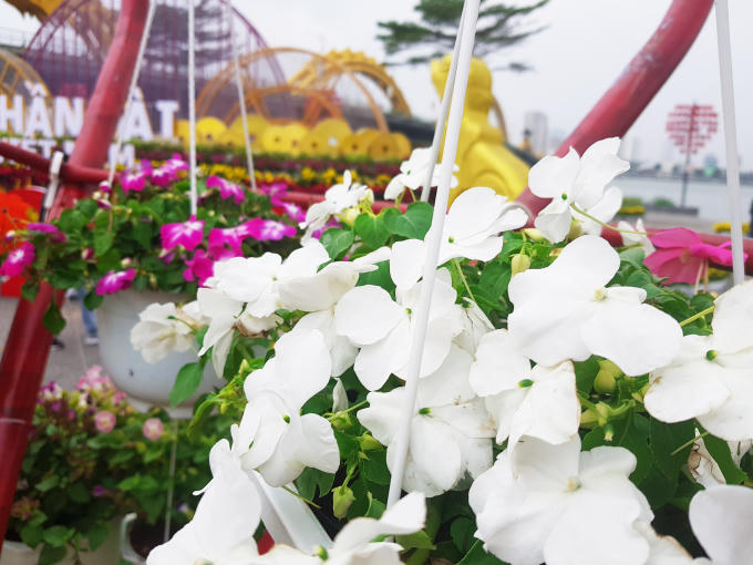 Những b&ocirc;ng hoa tuyệt đẹp bố tr&iacute; dọc bờ s&ocirc;ng H&agrave;n.